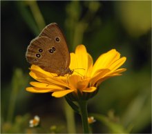 Schönheit / ***********