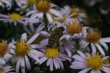 Blumen / ***