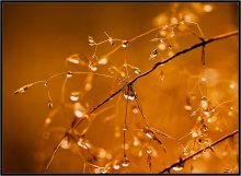 Rief Herbst 6 / ***