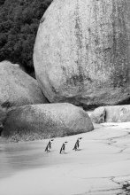 Südafrika № 7 marschierenden Pinguine in einer Reihe / *****