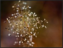 Rief Herbst 7 / ***