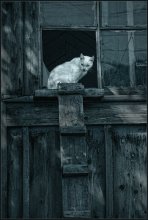 Moon Cat ... / ***