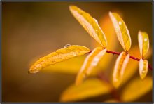 Was ist die Farbe der Herbst 1917 / ***