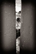 Che er will? / ***