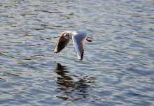 Möwe / ***