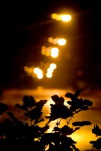 lights / ***