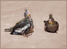 Bröckelt, und Jascha / ***