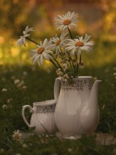 * Daisy * / ***