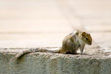 Backenhörnchen / ***