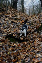 Forest Spy / ***