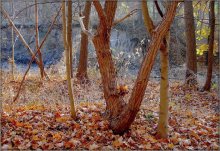 es wieder, "Indian Summer" / ***