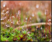 Rief Herbst 1912 / ***