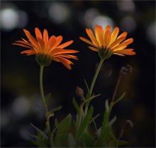 Lichter ... / .....
