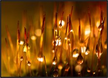 Rief Herbst 1913 / ***