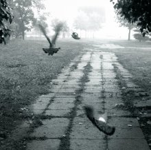 v V / ***