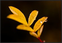 Was ist die Farbe der Herbst 1919 / ***