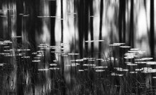 Nymphaea / ********
