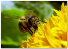 Sunflower Gast / ***