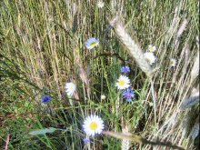 Wildblumen / ***