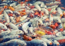 Hungry fish / ***