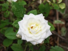 Weiße Rose / ***