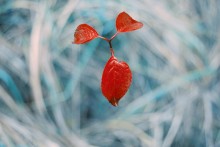 . Herbst Murakami. / ***