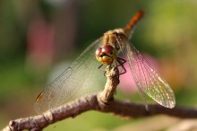 dragonfly / ***