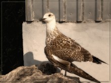 mit einem gebrochenen Flügel / **********