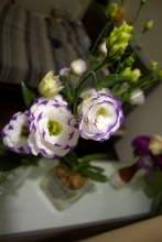 Chinesischen Rosen / ***