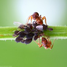 Familien Angeln / http://bolucevschi.com/index.php/macro