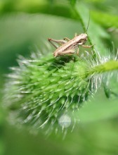 Macro / ***