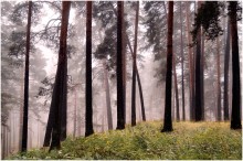 Morgen Wald / ***