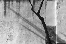 Baum / ***