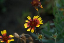 Herbst / ***