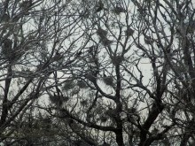 Don Tanais / drowning in a web of nests