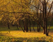 Allein mit Trauerweide / **********
