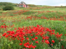 Pastorale / ****************