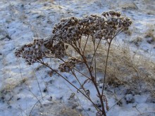 In Erwartung des Winters. / ***