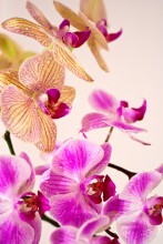 Orchidee / ***