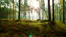 Morgen im Wald 2. / ***