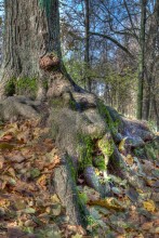 Roots / ***