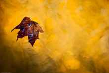 Memory of Autumn / ***