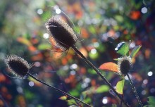Farben des Herbstes ... / ******