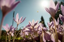 In der Herbstsonne / ***