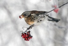 sweet berries, rowan / ***