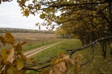 Goldener Herbst / ***