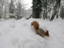 Suworow überquert die Alpen / ***