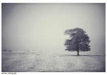 Frosty Morning / *******