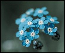 Hier sind sie ... / ***