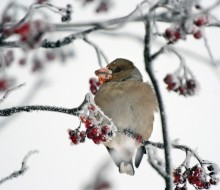 grosbeak frostbitten / ***
